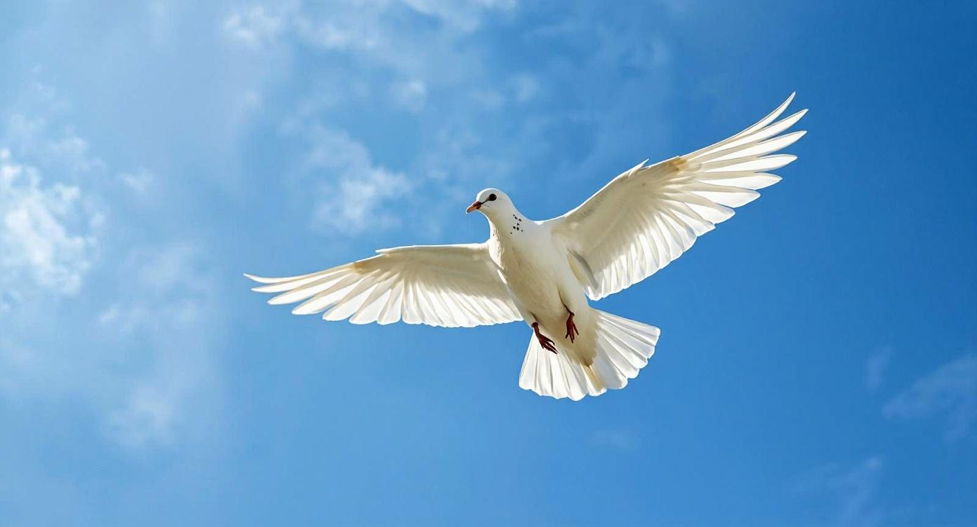 青い澄んだ空を飛んでいる白い一羽の鳩